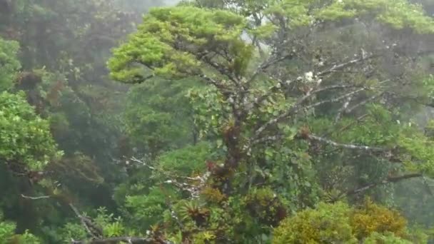 Jungle Rainforest baldachim lasu drzew Park Narodowy Monteverde Kostaryka - Materiał filmowy, wideo