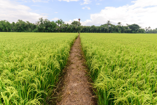 Rice field with pathway and blue sky, Suphan Buri, Thailand. - Photo, Image