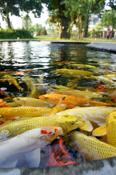 Colorful of life. Koi fish pond in Jogjakarta, Indonesia - Photo, Image