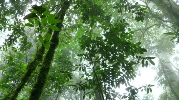Park Narodowy wulkan Tenorio mgła Rainforest drzew dżungli Kostaryki - Materiał filmowy, wideo