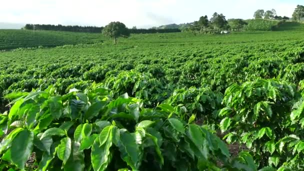 Plantáž pěstování zemědělství zemědělství kávu rostliny pole v Kostarice - Záběry, video