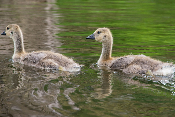 Canadese gans gosling - Foto, afbeelding