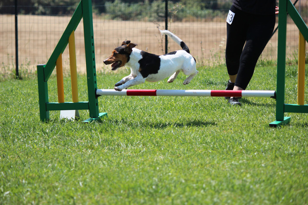 kutya agility - Fotó, kép