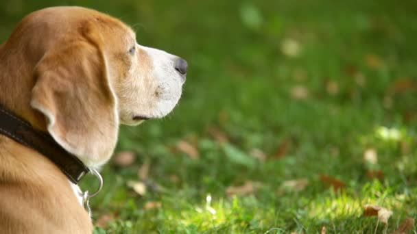 Nez de Beagle tournoyer autour de renifler l'air - Séquence, vidéo