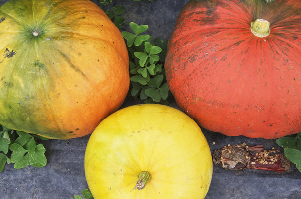 Pumpkins in a greenhouse - Photo, Image