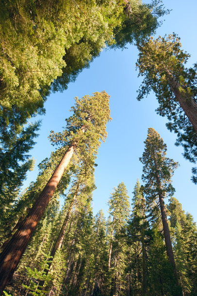 Trees against the sky in Yosemite - Photo, Image