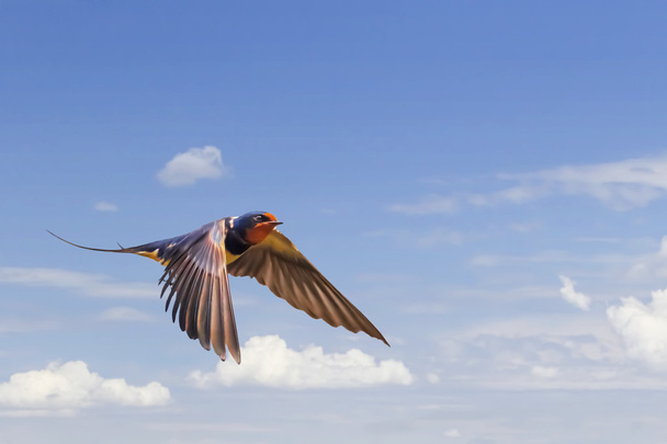 Schwalbe im Flug am blauen wolkenverhangenen Himmel  - Foto, Bild
