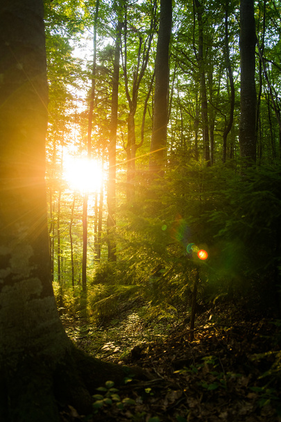 Lindos pinheiros verdes nas montanhas dos Cárpatos na Ucrânia. o sol brilhando através dos troncos da árvore
 - Foto, Imagem