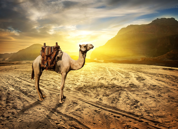 Kamel in der Wüste - Foto, Bild
