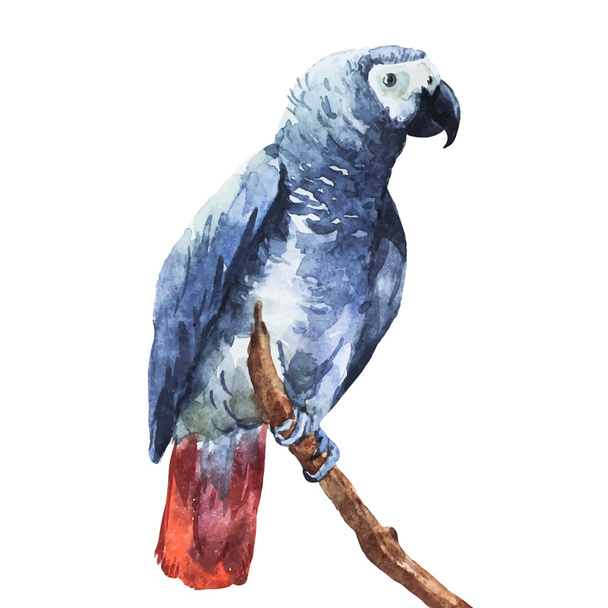 Watercolor parrot - Vector, imagen