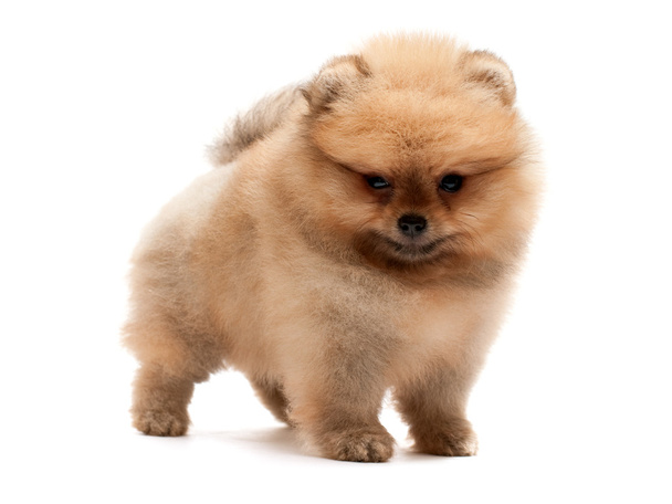 Little pomeranian spitz puppy - Photo, Image