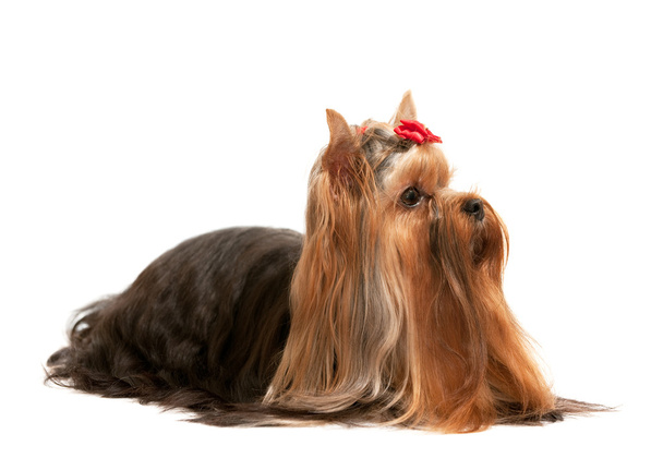 yorkshire terrier - Photo, image