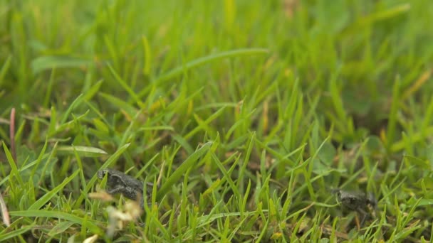 Malé žáby plazí trávou. - Záběry, video
