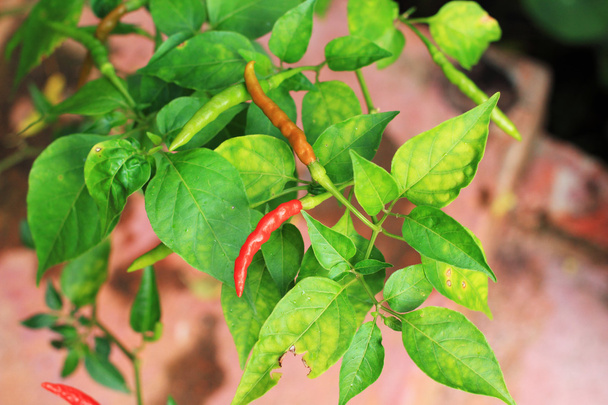 Punainen kuuma chili puussa
 - Valokuva, kuva