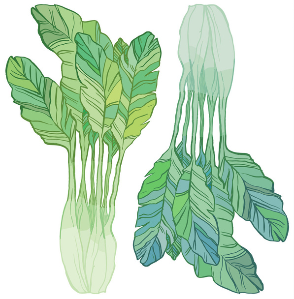 Green salad leaves - Vektori, kuva