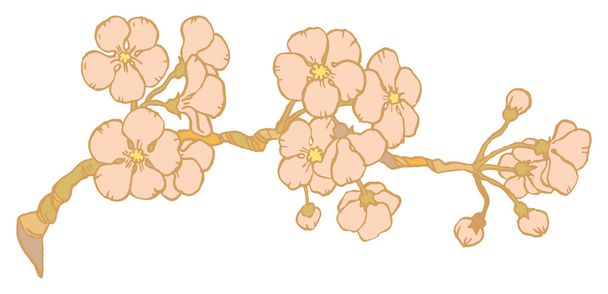 Cherry or japan sakura branch - Vektor, Bild