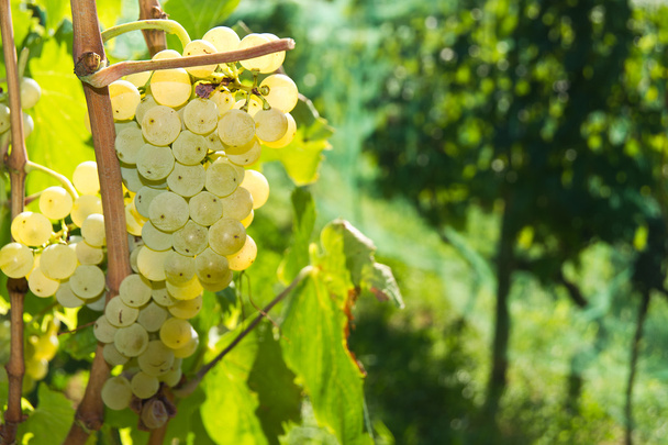 Виноград мальвазії
 - Фото, зображення