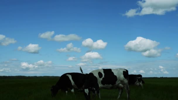αγελάδες που βόσκουν σε ένα πράσινο λιβάδι - Πλάνα, βίντεο