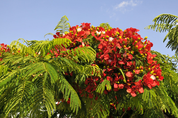 Flor de árbol llamativo
 - Foto, imagen
