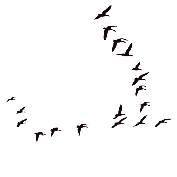 Egyptian Geese In V-Formation Flight - Vector, Image