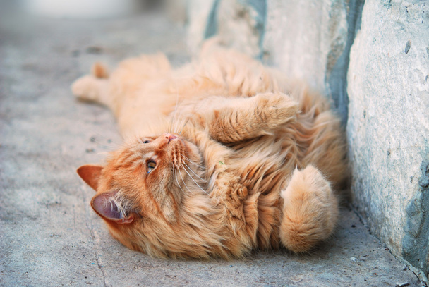 červená tlustá kočka v ulici - Fotografie, Obrázek
