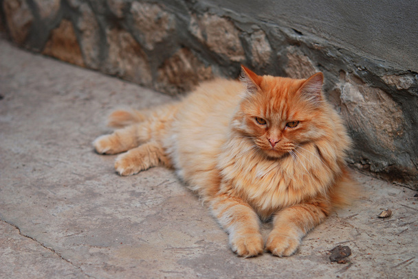červená tlustá kočka v ulici - Fotografie, Obrázek