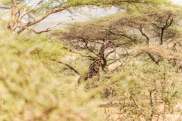 Kirahvi Serengetin kansallispuistossa
 - Valokuva, kuva