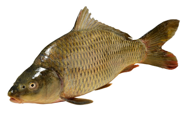 Cyprinus carpio Carpa de pescado
 - Foto, imagen