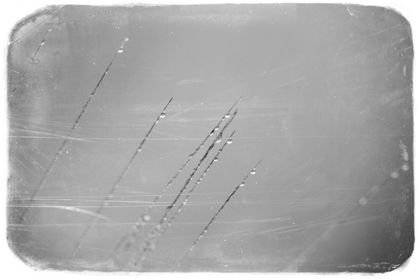 tráva s kapkami rosy, černé a bílé - Fotografie, Obrázek