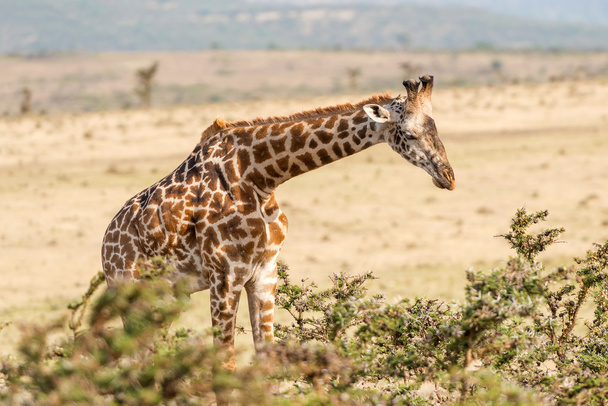 Giraffe in Serengeti - Φωτογραφία, εικόνα