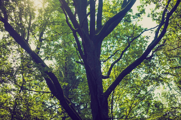 Foto vintage de fondo abstracto de ramas de árboles verdes
  - Foto, imagen