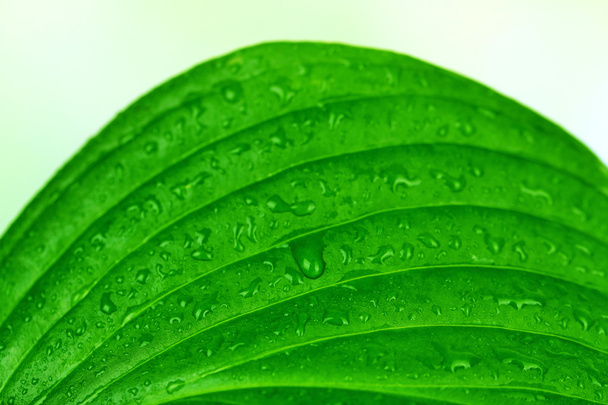 Fresh green leaf with drops on nature background - Fotoğraf, Görsel