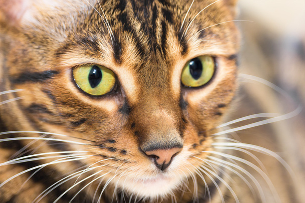 Портрет кота коричневого макреля кольору таббі, крупним планом
.  - Фото, зображення