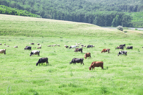 стадо коров на поле - Фото, изображение