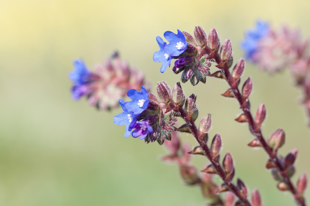 Close up of blue flowers - Fotó, kép