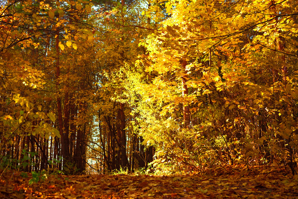 jesień las liście sceny, żółta świeci - Zdjęcie, obraz