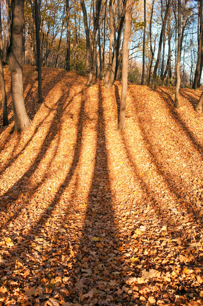 Colorful autumn leaves and trees shadows in the forest - Foto, Imagem