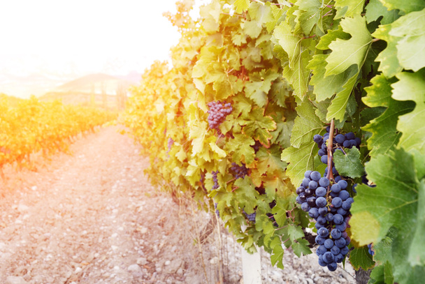 Солодкий і смачний синій букет винограду
  - Фото, зображення