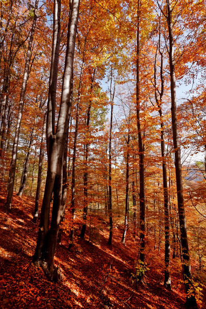 Színes őszi fák az erdőben - Fotó, kép
