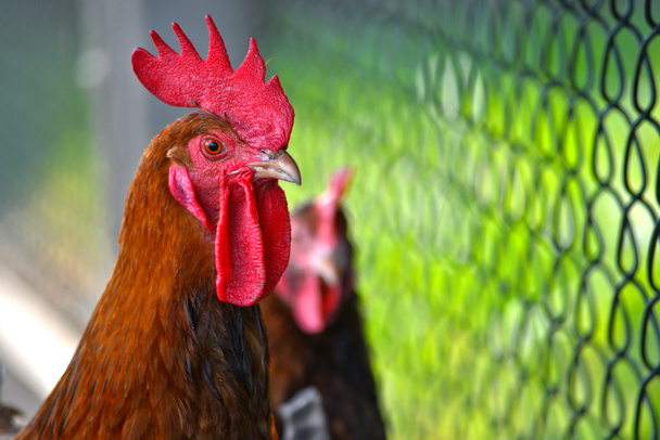 Rooster on free range poultry farm - Photo, Image