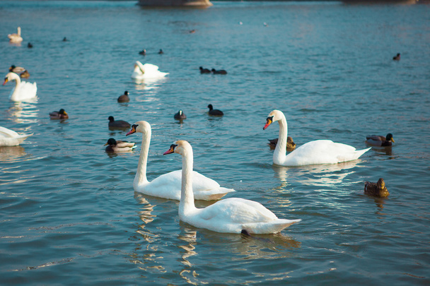Poland. Swans swimming on the river - Foto, Imagem