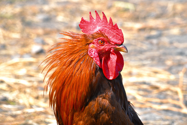 Horoz üzerinde ücretsiz aralığı tavuk çiftliği - Fotoğraf, Görsel