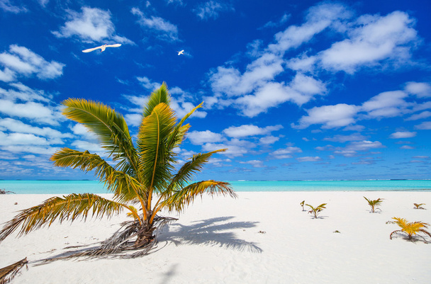 Lenyűgöző, trópusi tengerparton egzotikus sziget a Csendes-óceán - Fotó, kép