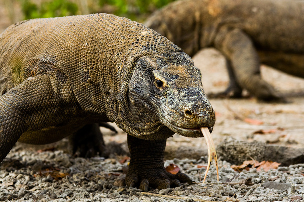 Komodo-Drachen suchen Nahrung - Foto, Bild