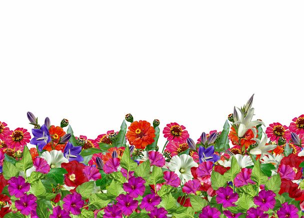 Cínie květiny, heřmánek; zvonky; zvonek - Fotografie, Obrázek