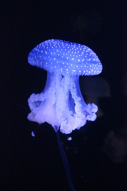 Blue Jellyfish - Foto, immagini