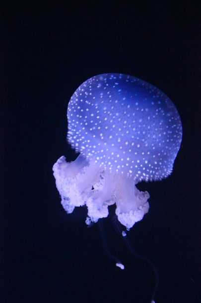 Blue Jellyfish in Lisbon Aquarium - Fotoğraf, Görsel