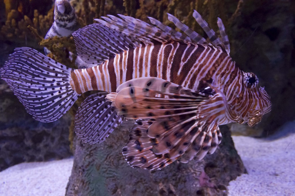 Смугастий Скорпіон риби
 - Фото, зображення