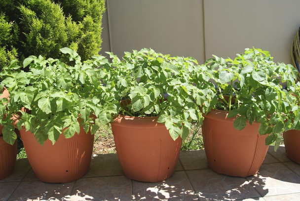 Aardappel plant groeit in potten in een tuin - Foto, afbeelding