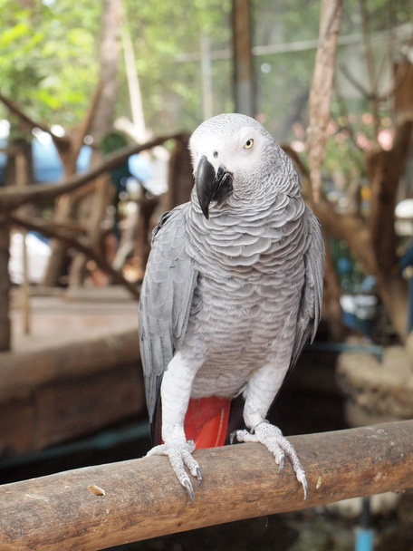 papuga Ara - Zdjęcie, obraz